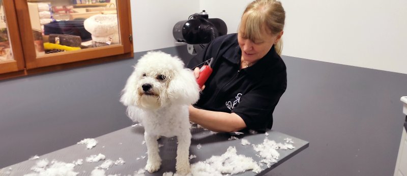 SAlon de toilettage pour chien  Besancon